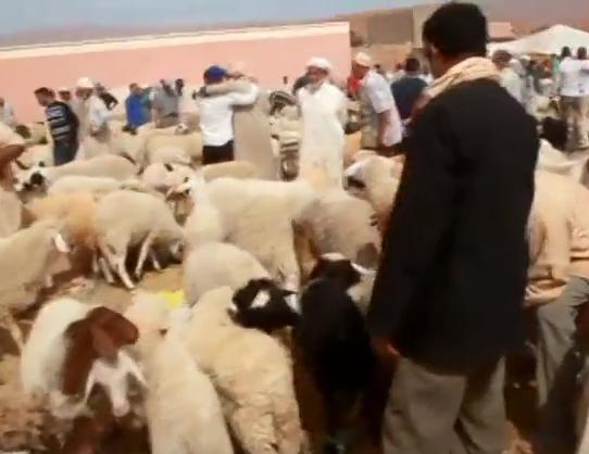 تنغير : جولة في سوق الأكباش (فيديو)